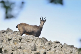 <p>KAMZÍK HORSKÝ (Rupicapra rupicapra) Lužické hory, Studenec ---- /Chamois - Gämse/</p>
